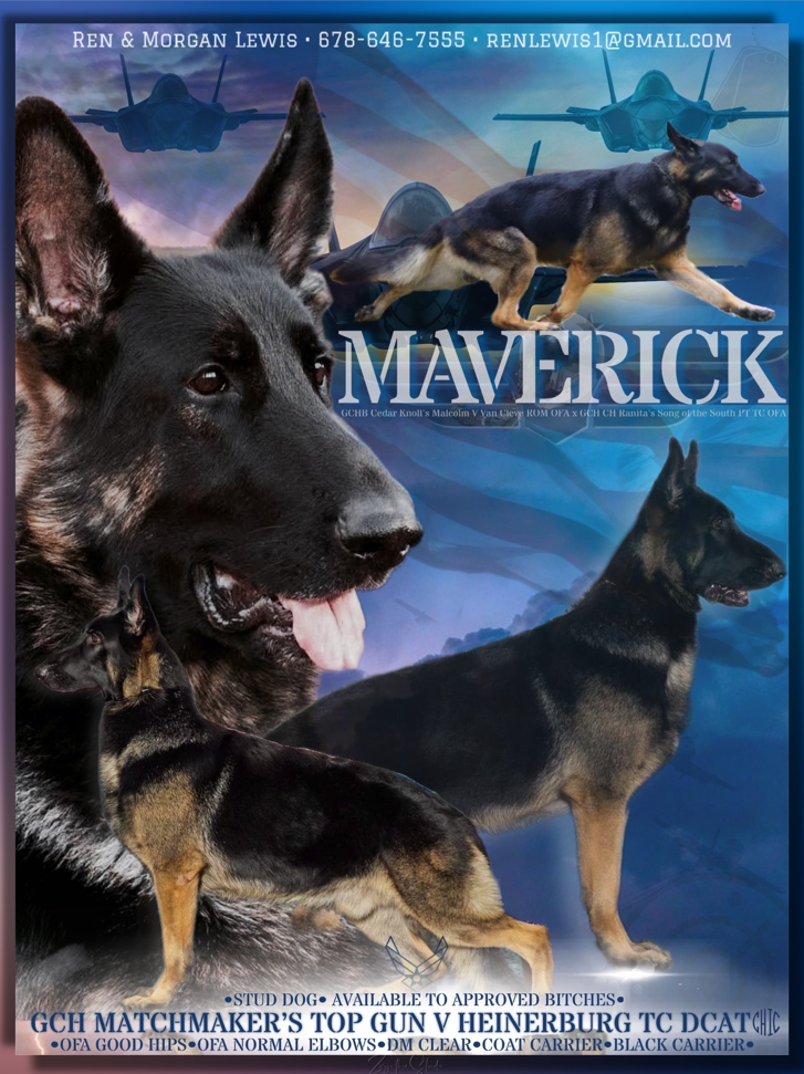 information on a german shepard dog called Maverick