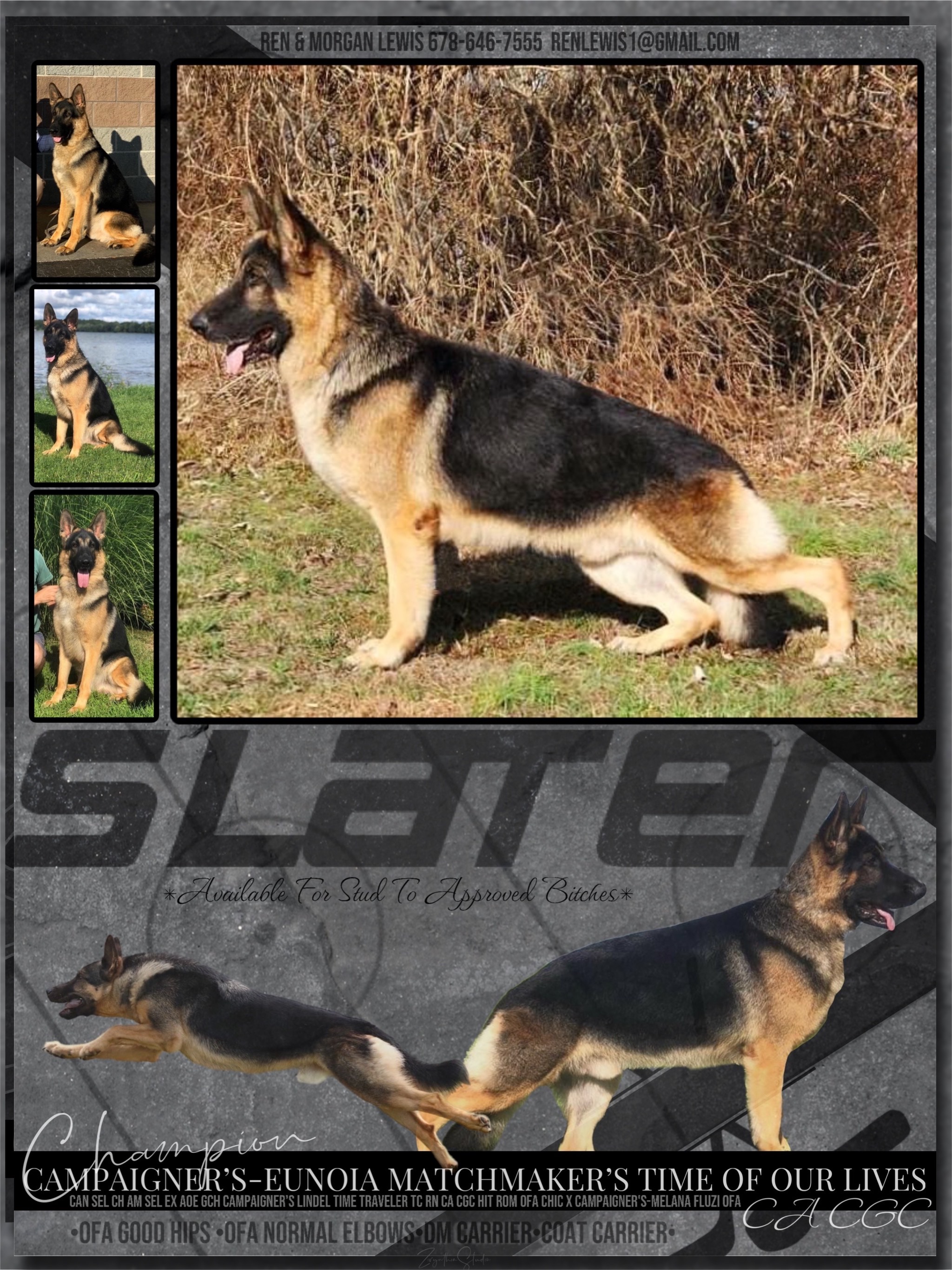 information on a german shepard dog called Slater